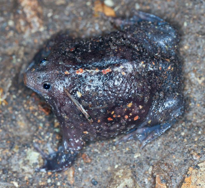 A Mexican burrowing toad with a large body and tiny head with small back eyes. A Mexican burrowing toad with a large body and tiny head with small back eyes.